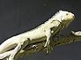 leguan